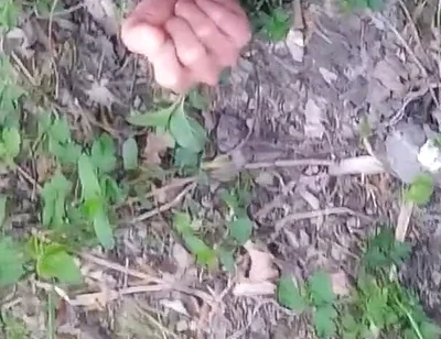 Cock Exposed Through the Pants Fly This Cute Gay Boy Humping Precuming Cumming Cleaning Sperm on His Dick Outdoors Is Jon Arteen