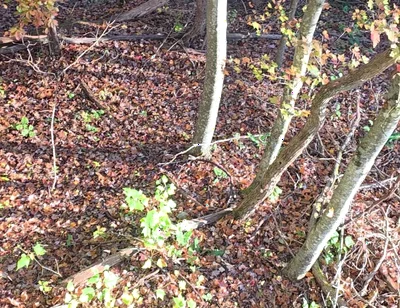 Big Bear Hunting in the Treestand
