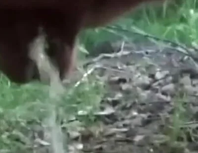 Want Me to Teabag You While I Piss?