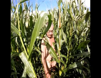 Maize Walk