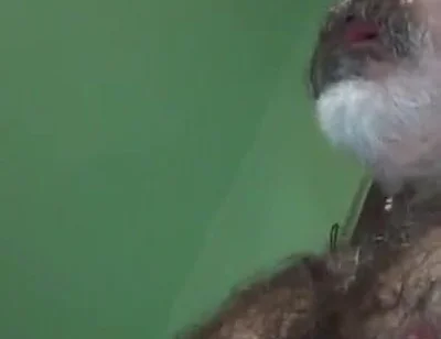 Loboibérico & Daddy Chris Barebacks a Fag