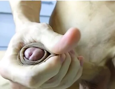 Hot Veiny Guy Slowly Strokes His Huge Beautiful Cock On Your Face